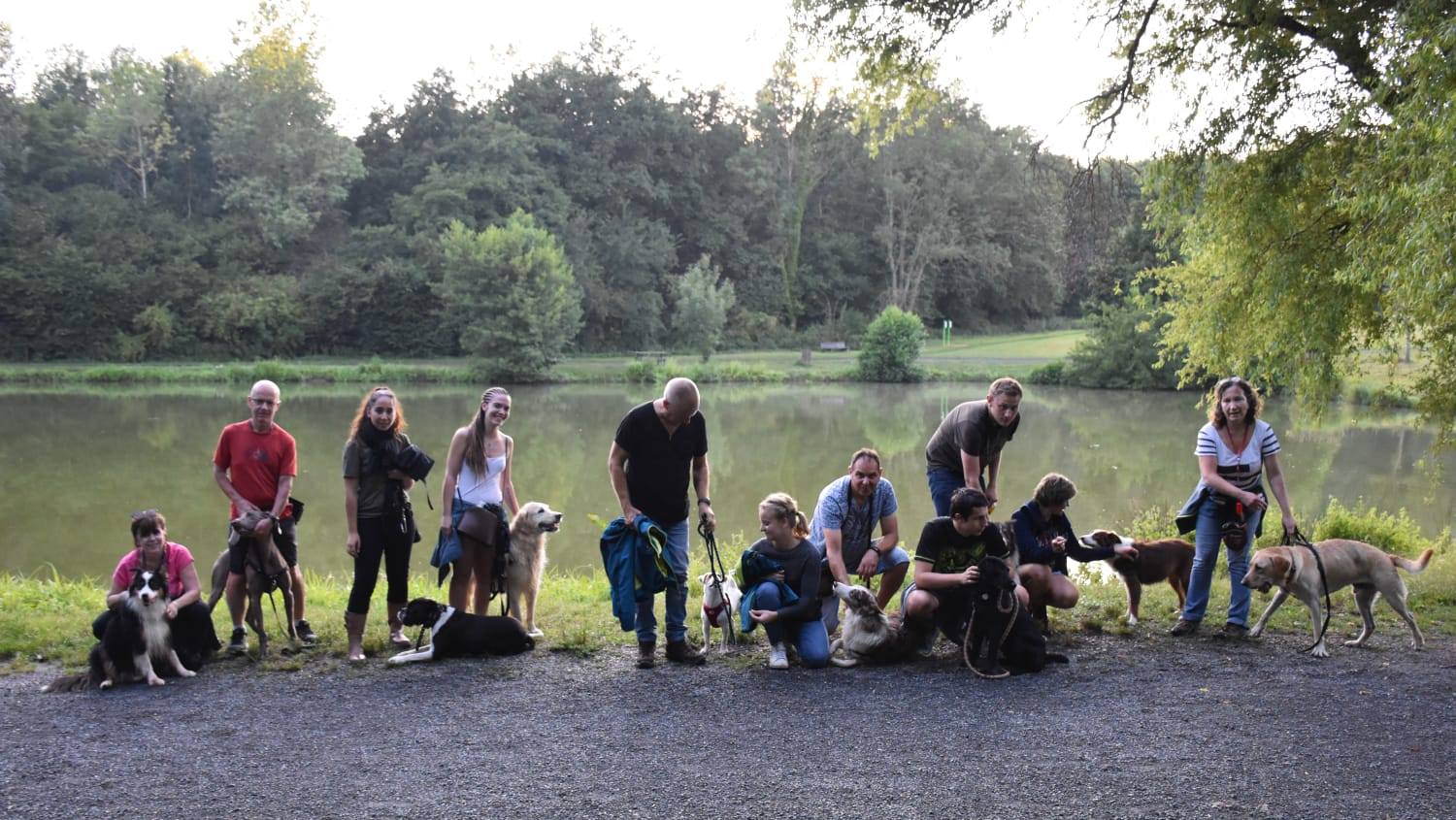 balade collective chiens